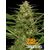 Auto Gorilla Glue, Фасовка: 5